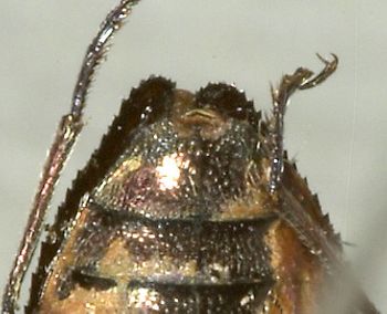 Media type: image;   Entomology 2687 Aspect: anal sclerite